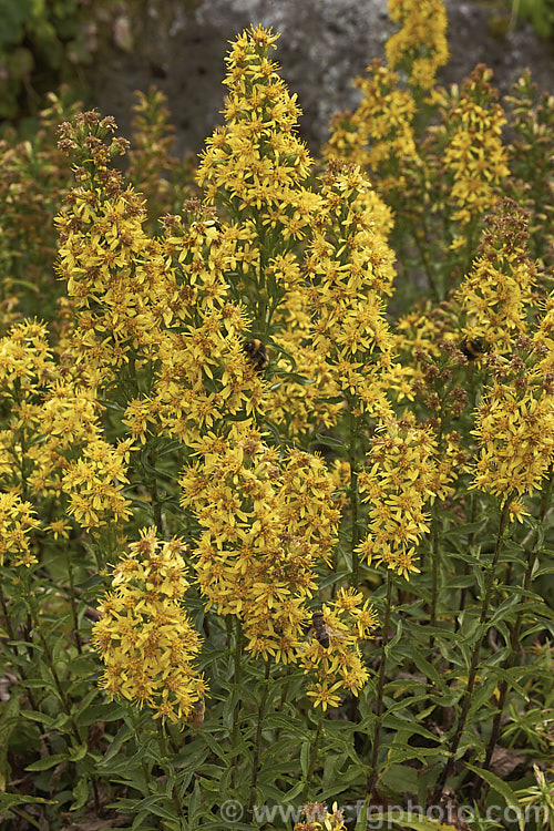 Solidago cutleri (syn. Solidago brachystachys</i>), a summer- to autumn-flowering perennial native to the northeastern United States. It grows to around 50cm tall in flower.