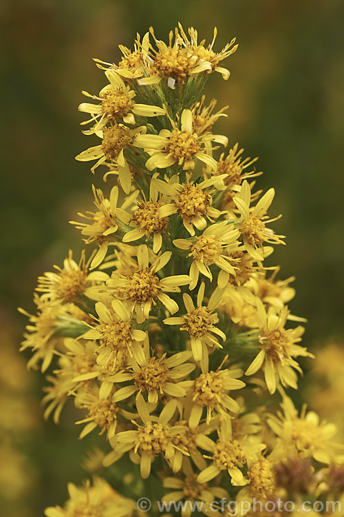 Solidago cutleri (syn. Solidago brachystachys</i>), a summer- to autumn-flowering perennial native to the northeastern United States. It grows to around 50cm tall in flower.