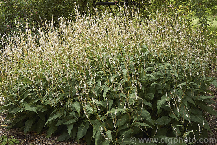 Persicaria amplexicaulis (syn. Polygonum amplexicaule</i>) 'Alba', a white-flowered cultivar of a late summer- to autumn-blooming knotweed found in the Himalayas from Afghanistan to southwestern China and Bhutan. The species grows to over 1m tall and has very vivid flowers that may be pink, red, or more rarely purple or white, as in this cultivar.