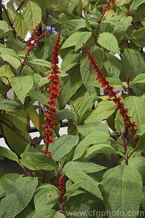 Salvia confertiflora, a very distinctive summer-flowering perennial sage from Brazil. It grows 1–2m tall with leaves up to 20cm long and flower spikes up to 30cm long. Order: Lamiales, Family: Lamiaceae