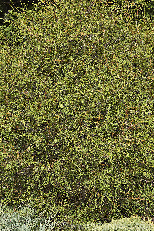 Thuja occidentalis 'Ohlendorffii' (syn 'Spaethii'), a whipcord-stemmed cultivar that grows to around 12m high and wide. Its juvenile foliage is denser and more needle-like Order: Pinales, Family: Cupressaceae
