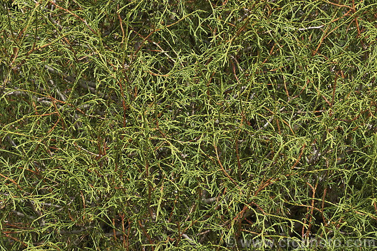Thuja occidentalis 'Ohlendorffii' (syn 'Spaethii'), a whipcord-stemmed cultivar that grows to around 12m high and wide. Its juvenile foliage is denser and more needle-like Order: Pinales, Family: Cupressaceae