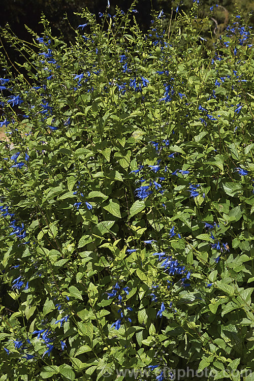 Salvia guaranitica 'Black & Blue', a cultivar of a 15m tall perennial from Brazil, Uruguay and Argentina. The bright blue flowers are reminiscent of those of Salvia patens but are smaller. In this cultivar the calyces are very dark, almost black, and contrast well with the flowers. Order: Lamiales, Family: Lamiaceae