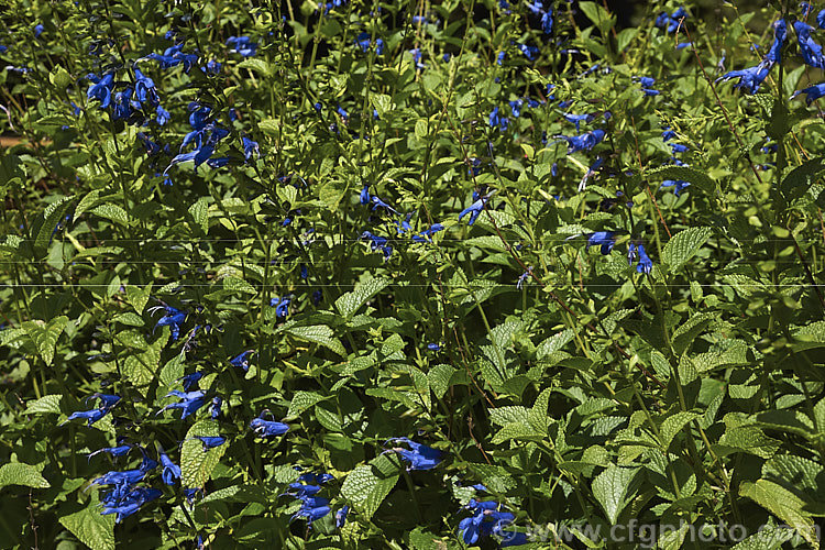 Salvia guaranitica 'Black & Blue', a cultivar of a 15m tall perennial from Brazil, Uruguay and Argentina. The bright blue flowers are reminiscent of those of Salvia patens but are smaller. In this cultivar the calyces are very dark, almost black, and contrast well with the flowers. Order: Lamiales, Family: Lamiaceae