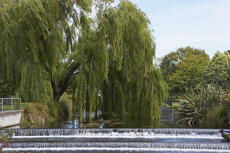 Weeping Willow (<i>Salix babylonica</i>), a deciduous tree found over much of the temperate. Middle. East and Asia. It often grows near watercourses, reaches as much as 20m tall and has strongly pendulous branches. It is shown here in early autumn. Order: Malpighiales, Family: Salicaceae