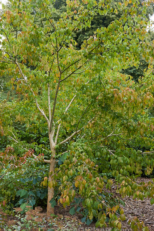 Henry's Maple (<i>Acer henryi</i>), a deciduous tree native to central China. It is very hardy, grows to around 9m tall with a broad crown and often develops bright red autumn foliage. The purple-tinted samara are conspicuous from late summer and may be abundant. Order: Sapindales, Family: Sapindaceae