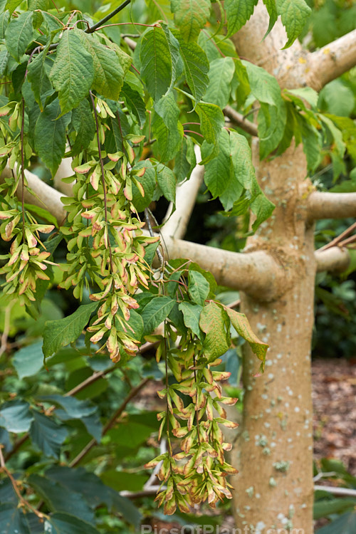 Henry's Maple (<i>Acer henryi</i>), a deciduous tree native to central China. It is very hardy, grows to around 9m tall with a broad crown and often develops bright red autumn foliage. The purple-tinted samara are conspicuous from late summer and may be abundant. Order: Sapindales, Family: Sapindaceae