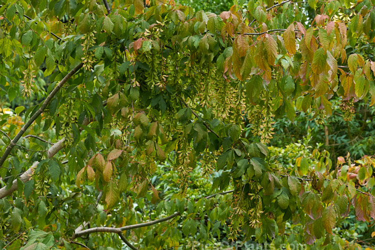 Henry's Maple (<i>Acer henryi</i>), a deciduous tree native to central China. It is very hardy, grows to around 9m tall with a broad crown and often develops bright red autumn foliage. The purple-tinted samara are conspicuous from late summer and may be abundant. Order: Sapindales, Family: Sapindaceae