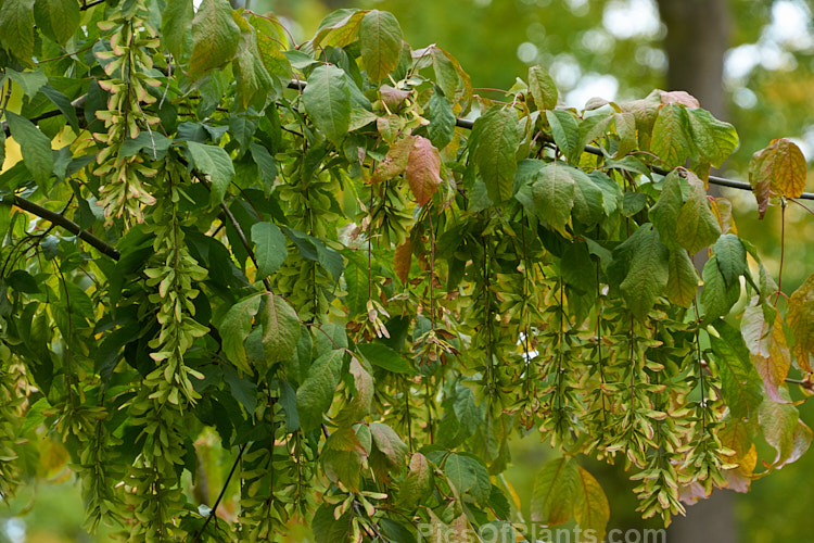 Henry's Maple (<i>Acer henryi</i>), a deciduous tree native to central China. It is very hardy, grows to around 9m tall with a broad crown and often develops bright red autumn foliage. The purple-tinted samara are conspicuous from late summer and may be abundant. Order: Sapindales, Family: Sapindaceae