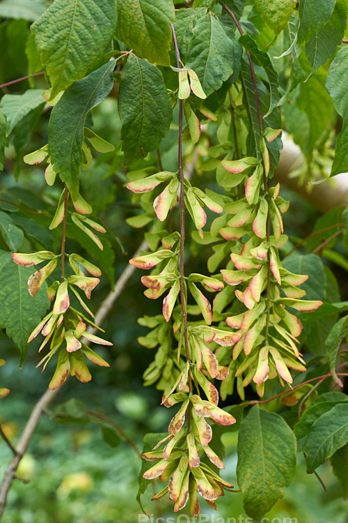 Henry's Maple (<i>Acer henryi</i>), a deciduous tree native to central China. It is very hardy, grows to around 9m tall with a broad crown and often develops bright red autumn foliage. The purple-tinted samara are conspicuous from late summer and may be abundant. Order: Sapindales, Family: Sapindaceae