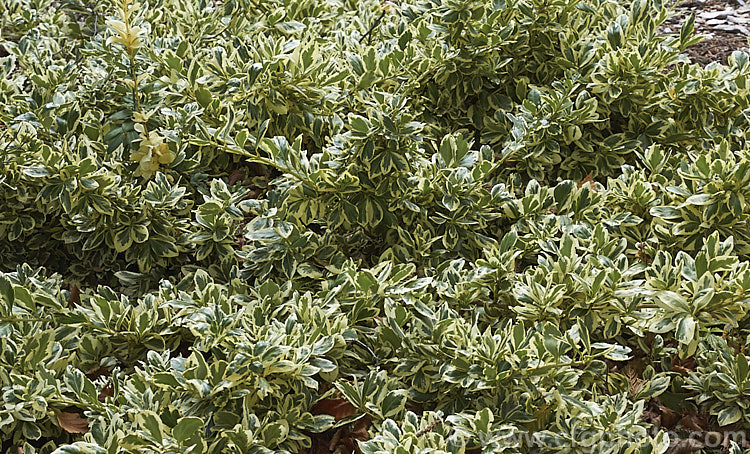 Euonymus fortunei var. radicans 'Variegata', a white-edged variegated foliage cultivar of a spreading variety of an evergreen shrub native to China. The species is a shrub up to 5m tall but var. radicans is prostrate and grows only slowly to around 3m across 'Variegata' is a little more compact. euonymus-2185htm'>Euonymus. <a href='celastraceae-plant-family-photoshtml'>Celastraceae</a>.