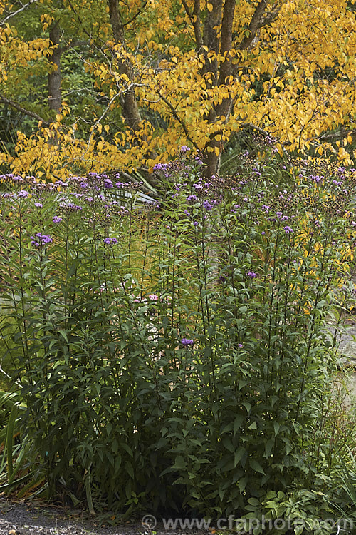 Vernonia arkansana (syn. Vernonia crinita</i>), a late-summer to autumn-flowering perennial daisy native to the south-central United States. It can grow to as much as 3m tall and thrives in moist areas, such as pond margins. The tree in the background is Yellow Birch (<i>Betula alleghaniensis</i>) with its autumn foliage. vernonia-3386htm'>Vernonia.