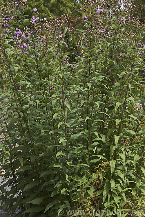 Vernonia arkansana (syn. Vernonia crinita</i>), a late-summer to autumn-flowering perennial daisy native to the south-central United States. It can grow to as much as 3m tall and thrives in moist areas, such as pond margins. vernonia-3386htm'>Vernonia.