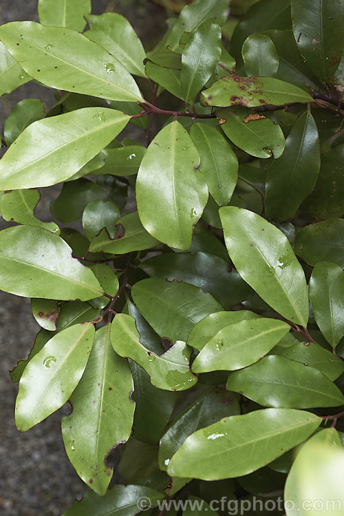 Horopito (<i>Pseudowintera axillaris</i>), an evergreen shrub or small tree native to New Zealand It can grow to 8m tall, has leathery leaves up to 13cm long and its inconspicuous flowers are followed by small red berries. pseudowintera-2761htm'>Pseudowintera. <a href='winteraceae-plant-family-photoshtml'>Winteraceae</a>.