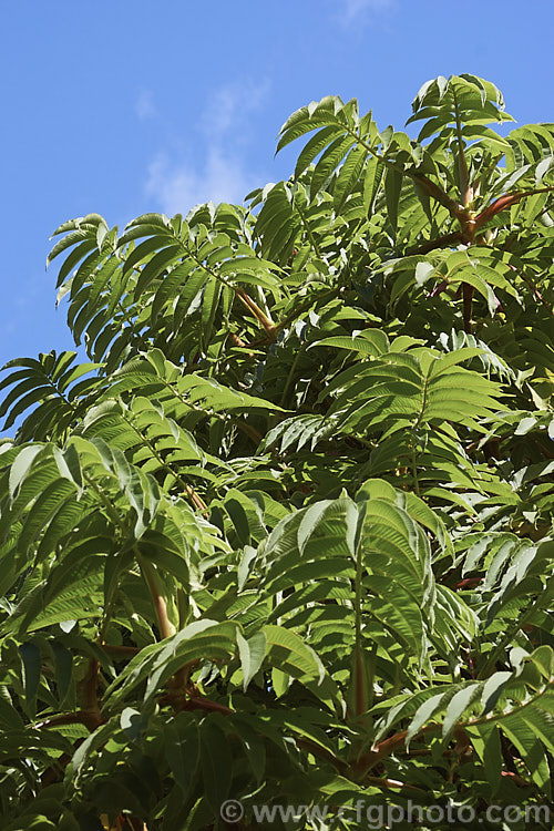 The mature foliage of Kosso (<i>Hagenia abyssinica</i>), an evergreen tree up to 20m tall, native to the higher regions of central and eastern Africa. It has distinctive grey-green pinnate foliage on red-tinted stems and large panicles of tiny pink flowers that are followed by small dry brown fruits. In much of Africa it is an important medicinal tree, especially for the control of intestinal worms. Order: Rosales, Family: Rosaceae