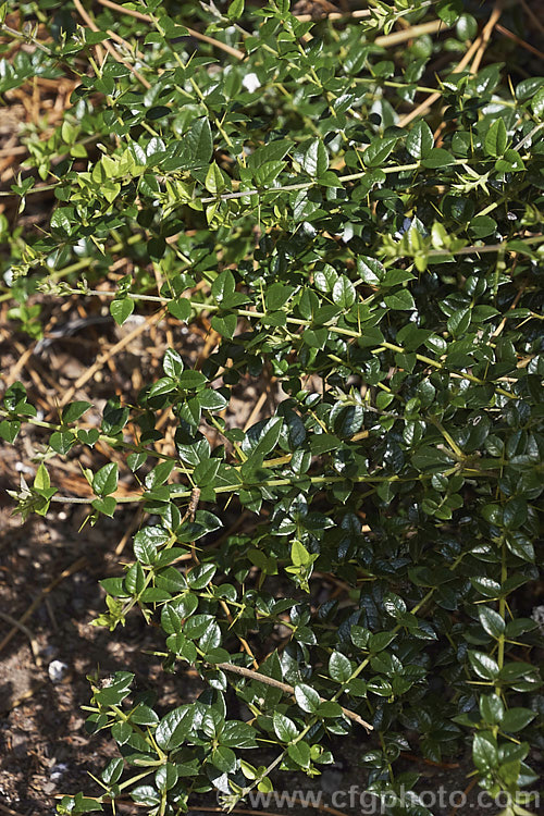 The mature foliage of Prickly Myrtle or Repu (<i>Rhaphithamnus spinosus</i>), an evergreen, spiny stemmed shrub or small tree to 7m tall, native to Peru,Chile, Argentina and Juan. FernandezIsland Despite its berberis-like appearance. It is a member of the verbena family (<i>Verbenaceae</i>) and in spring to early summer it produces small, tubular mauve flowers