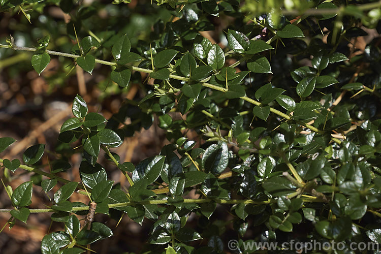 The mature foliage of Prickly Myrtle or Repu (<i>Rhaphithamnus spinosus</i>), an evergreen, spiny stemmed shrub or small tree to 7m tall, native to Peru,Chile, Argentina and Juan. FernandezIsland Despite its berberis-like appearance. It is a member of the verbena family (<i>Verbenaceae</i>) and in spring to early summer it produces small, tubular mauve flowers