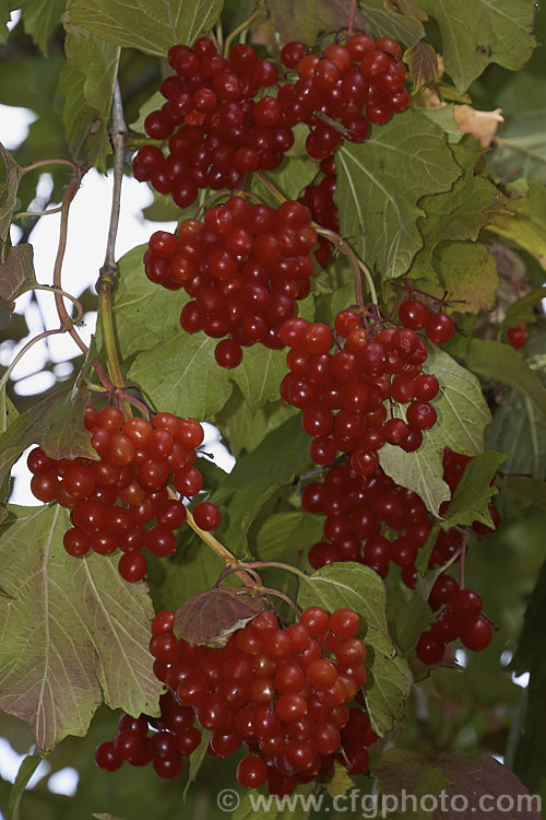 The mature fruits of the Guelder. Rose (<i>Viburnum opulus</i>), a 4-5m tall Eurasian deciduous shrub with heads of white flowers in spring. The true flowers are small but are made more showy by large sterile bracts that are often exaggerated in the garden forms. viburnum-2081htm'>Viburnum.. viburnum-2081htm'>Viburnum. <a href='adoxaceae-plant-family-photoshtml'>Adoxaceae</a>.