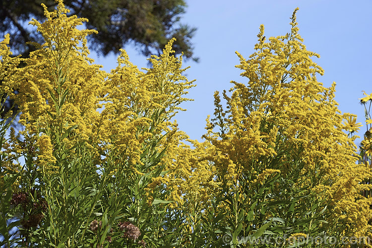 Giant Goldenrod (<i>Solidago gigantea</i>), a late summer- to autumn-flowering. North American perennial that can grow to 25m tall It is similar to the more common. Solidago canadensis, but taller, and is an easily grown plant that often naturalises in temperate areas.