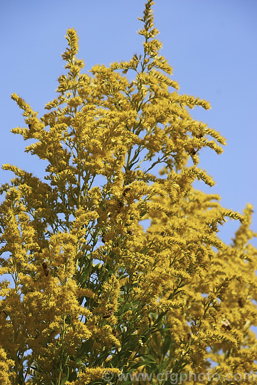 Giant Goldenrod (<i>Solidago gigantea</i>), a late summer- to autumn-flowering. North American perennial that can grow to 25m tall It is similar to the more common. Solidago canadensis, but taller, and is an easily grown plant that often naturalises in temperate areas.