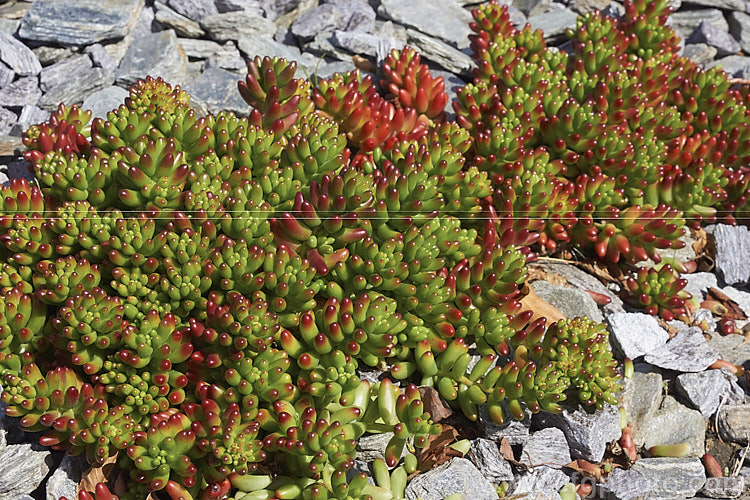 Aurora'. Jelly Bean Plant (<i>Sedum rubrotinctum 'Aurora'), an especially brightly coloured cultivar of a low, spreading, very fleshy leaved succulent native to California and Mexico. It colours best in full sun, developing red and orange tones, which together with their shape and size give the plant its common name. The sprays of small yellow flowers appear mainly in spring. sedum-2492htm'>Sedum. <a href='crassulaceae-plant-family-photoshtml'>Crassulaceae</a>.
