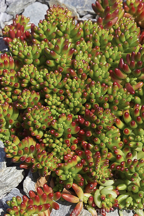 Aurora'. Jelly Bean Plant (<i>Sedum rubrotinctum 'Aurora'), an especially brightly coloured cultivar of a low, spreading, very fleshy leaved succulent native to California and Mexico. It colours best in full sun, developing red and orange tones, which together with their shape and size give the plant its common name. The sprays of small yellow flowers appear mainly in spring. sedum-2492htm'>Sedum. <a href='crassulaceae-plant-family-photoshtml'>Crassulaceae</a>.