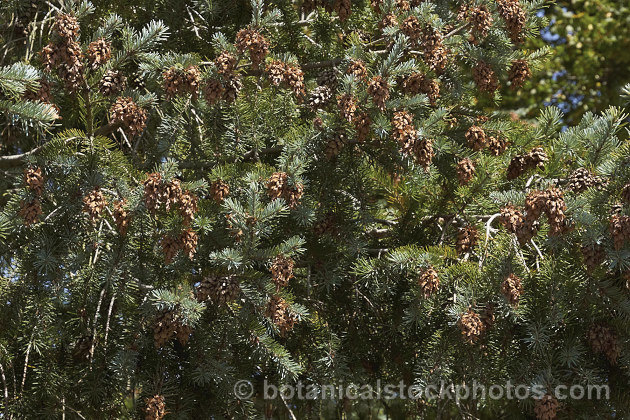 Rocky. Mountain Douglas. Fir, Colorado. Douglas. Fir or Blue Douglas. Fir (<i>Pseudotsuga menziesii var. glauca</i>), sometimes considered a subspecies, this is a slow-growing, blue-green foliaged form of a western North America coniferous tree. It can grow to as much s 65m tall, though 40m is more common. Its slower growth leads to denser wood than is typical for. Douglas. Fir and it is highly valued. pseudotsuga-2760htm'>Pseudotsuga. <a href='pinaceae-plant-family-photoshtml'>Pinaceae</a>.