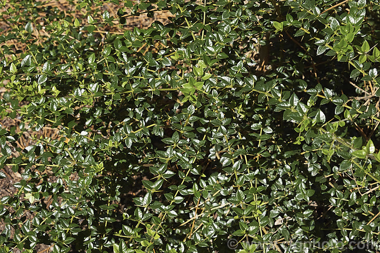 The mature foliage of Prickly Myrtle or Repu (<i>Rhaphithamnus spinosus</i>), an evergreen, spiny stemmed shrub or small tree to 7m tall, native to Peru,Chile, Argentina and Juan. FernandezIsland Despite its berberis-like appearance. It is a member of the verbena family (<i>Verbenaceae</i>) and in spring to early summer it produces small, tubular mauve flowers