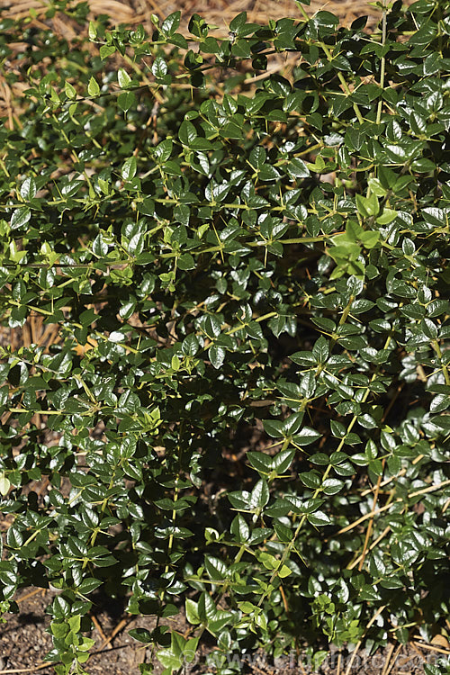 The mature foliage of Prickly Myrtle or Repu (<i>Rhaphithamnus spinosus</i>), an evergreen, spiny stemmed shrub or small tree to 7m tall, native to Peru,Chile, Argentina and Juan. FernandezIsland Despite its berberis-like appearance. It is a member of the verbena family (<i>Verbenaceae</i>) and in spring to early summer it produces small, tubular mauve flowers