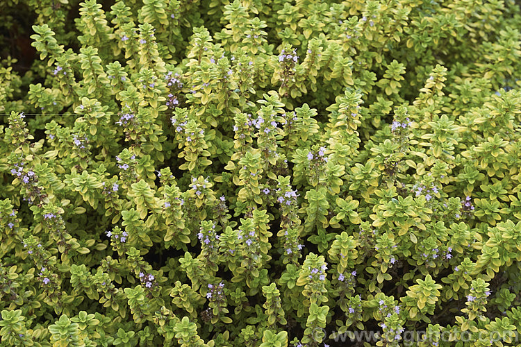 Thymus x citriodorus 'Anderson's Gold', an upright, yellow-variegated, pale-flowered cultivar of a spring-flowering subshrub that is a hybrid between Thymus pulegioides and Thymus vulgaris. The foliage has a slight orange or citrus scent. Order: Lamiales, Family: Lamiaceae