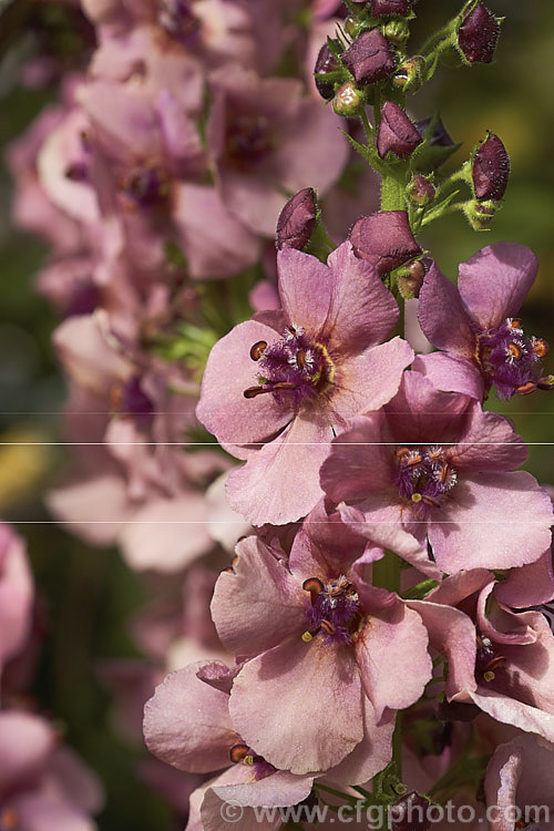 Verbascum 'Southern. Charm', a strain of long-flowering hybrid mulleins raised for use as bedding plants or in perennial borders. They are perennial but tend to be short lived and occur in a range of shades from cream to deep pink. The flower stems are compact and rarely exceed 75cm tall Such hybrids tend to have. Verbascum dumulosum, Verbascum pestalozzae and Verbascum phoeniceum in their parentage. verbascum-3385htm'>Verbascum. <a href='scrophulariaceae-plant-family-photoshtml'>Scrophulariaceae</a>.