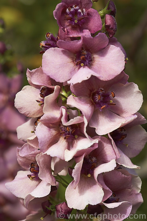 Verbascum 'Southern. Charm', a strain of long-flowering hybrid mulleins raised for use as bedding plants or in perennial borders. They are perennial but tend to be short lived and occur in a range of shades from cream to deep pink. The flower stems are compact and rarely exceed 75cm tall Such hybrids tend to have. Verbascum dumulosum, Verbascum pestalozzae and Verbascum phoeniceum in their parentage. verbascum-3385htm'>Verbascum. <a href='scrophulariaceae-plant-family-photoshtml'>Scrophulariaceae</a>.