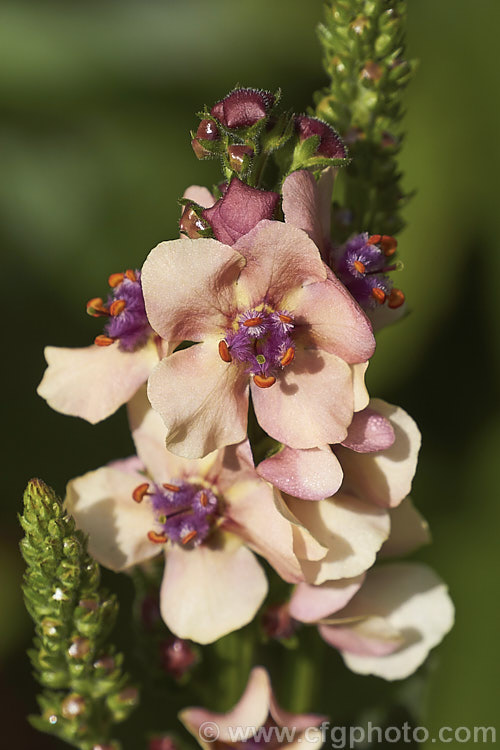 Verbascum 'Southern. Charm', a strain of long-flowering hybrid mulleins raised for use as bedding plants or in perennial borders. They are perennial but tend to be short lived and occur in a range of shades from cream to deep pink. The flower stems are compact and rarely exceed 75cm tall Such hybrids tend to have. Verbascum dumulosum, Verbascum pestalozzae and Verbascum phoeniceum in their parentage. verbascum-3385htm'>Verbascum. <a href='scrophulariaceae-plant-family-photoshtml'>Scrophulariaceae</a>.