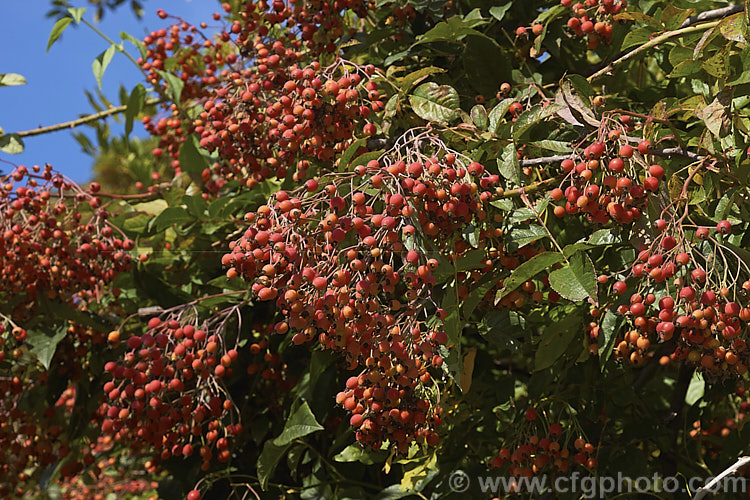 Rosa 'Meg Merrilees', an Eglanteria Shrub rose raised by Penzance in 1894. Its deep pink single flowers are followed by the abundant small orange-red hips shown here. Order: Rosales, Family: Rosaceae
