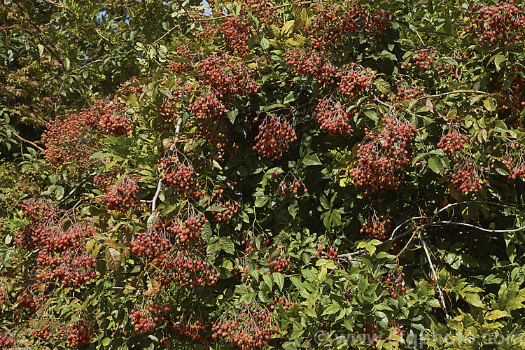 Rosa 'Meg Merrilees', an Eglanteria Shrub rose raised by Penzance in 1894. Its deep pink single flowers are followed by the abundant small orange-red hips shown here. Order: Rosales, Family: Rosaceae