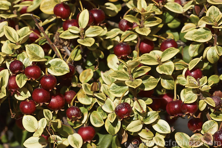 Ugni molinae 'Sungold', a boldly variegated cultivar of theChilean. Guava or Chilean. Cranberry (<i>Ugni molinae [syn. Myrtus ugni]), an evergreen shrub native to temperate. South America. Creamy pink flowers borne appear spring and early summer and are followed by edible dark red fruit that is strongly aromatic when ripe. ugni-2749htm'>Ugni. .