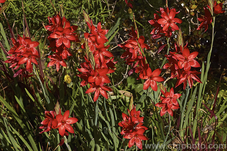 Kaffir. Lily (<i>Schizostylis coccinea</i>), an autumn-flowering southern African perennial that usually occurs in damp places, such as along the banks of watercourses. It has naturalised in farm drainage ditches in parts of New Zealand schizostylis-3292htm'>Schizostylis.