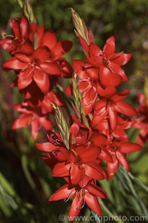 Kaffir. Lily (<i>Schizostylis coccinea</i>), an autumn-flowering southern African perennial that usually occurs in damp places, such as along the banks of watercourses. It has naturalised in farm drainage ditches in parts of New Zealand schizostylis-3292htm'>Schizostylis.