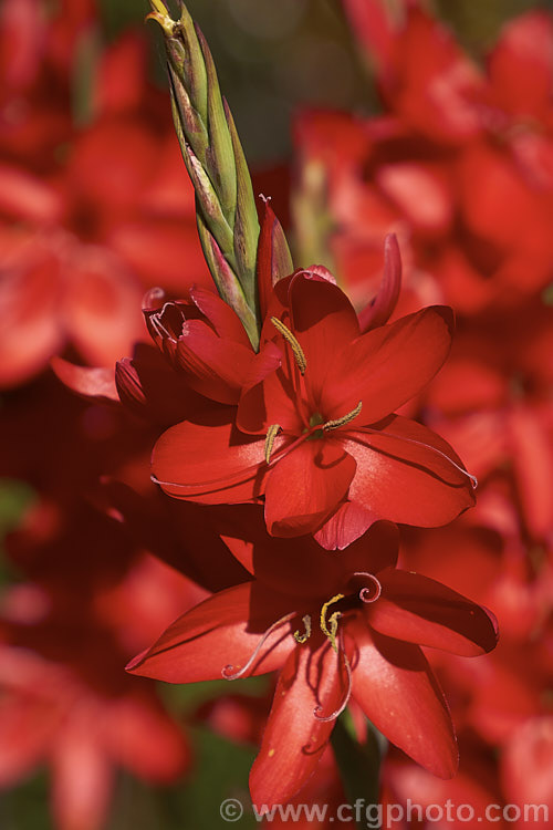 Kaffir. Lily (<i>Schizostylis coccinea</i>), an autumn-flowering southern African perennial that usually occurs in damp places, such as along the banks of watercourses. It has naturalised in farm drainage ditches in parts of New Zealand schizostylis-3292htm'>Schizostylis.