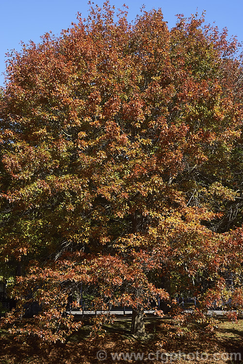 Autumn foliage of the Pin Oak (<i>Quercus palustris</i>), a 20-35m tall deciduous tree native to northeast. North America. This species has a columnar habit and often colours well in autumn, turning deep red. It can be distinguished from the similar. Scarlet Oak (<i>Quercus coccinea</i>), by its small acorns, minute tufts of hairs in the forks of the veins on the undersides of its leaves and usually narrower, asymmetrical basal foliage lobes. Order: Fagales, Family: Fagaceae