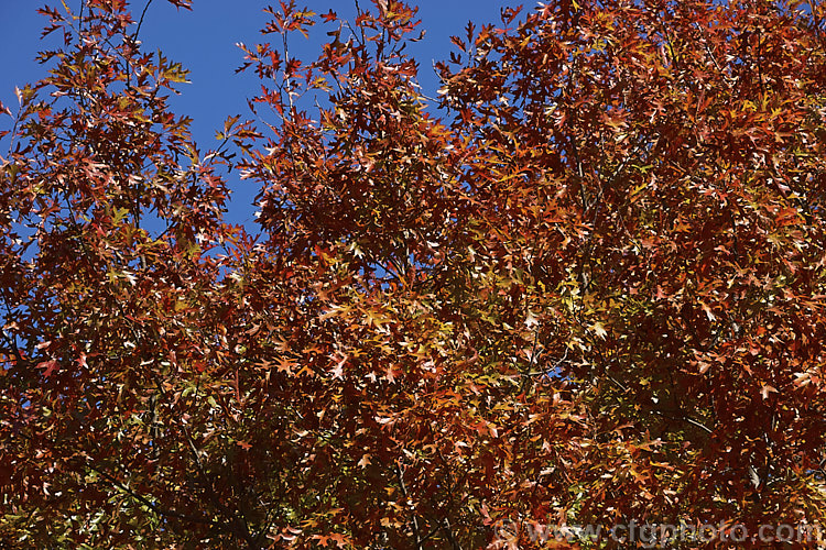 Autumn foliage of the Pin Oak (<i>Quercus palustris</i>), a 20-35m tall deciduous tree native to northeast. North America. This species has a columnar habit and often colours well in autumn, turning deep red. It can be distinguished from the similar. Scarlet Oak (<i>Quercus coccinea</i>), by its small acorns, minute tufts of hairs in the forks of the veins on the undersides of its leaves and usually narrower, asymmetrical basal foliage lobes. Order: Fagales, Family: Fagaceae