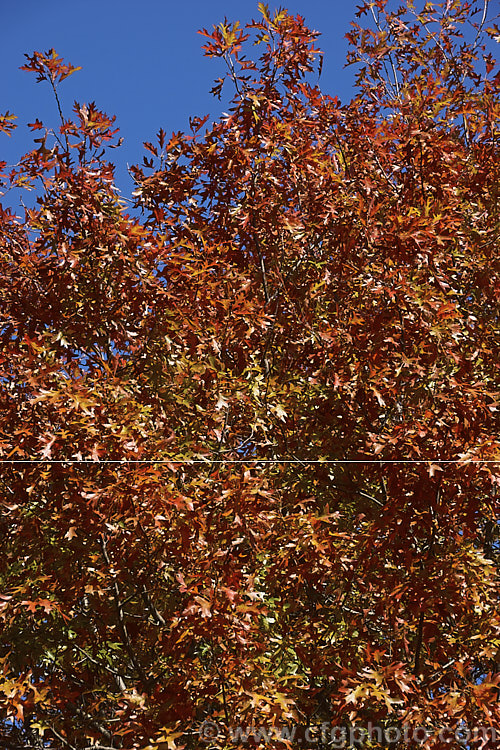 Autumn foliage of the Pin Oak (<i>Quercus palustris</i>), a 20-35m tall deciduous tree native to northeast. North America. This species has a columnar habit and often colours well in autumn, turning deep red. It can be distinguished from the similar. Scarlet Oak (<i>Quercus coccinea</i>), by its small acorns, minute tufts of hairs in the forks of the veins on the undersides of its leaves and usually narrower, asymmetrical basal foliage lobes. Order: Fagales, Family: Fagaceae