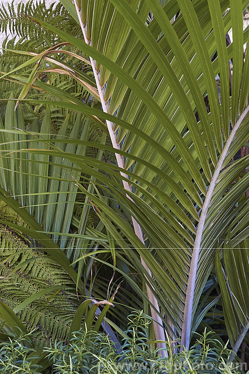 Nikau Palm or Shaving Brush Palm (<i>Rhopalostylis sapida</i>), a New Zealand feather palm also found at 44S in the Chatham Islands, making it the southernmost palm