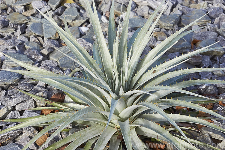 The pineapple-like foliage rosettes of a young Puya venusta, a clumping terrestrial bromeliad native to Chile, where it is considered to be endangered in the wild. It blooms in summer and the flower stems are over 1m tall. The deep purple blue flowers contrast with the reddish pink of the stems and sepals. The foliage is a striking silver-grey and is edged with fierce spines