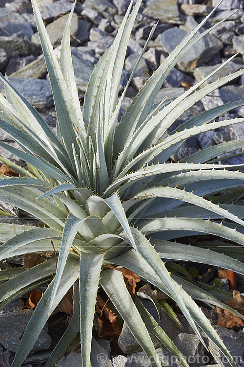 The pineapple-like foliage rosettes of a young Puya venusta, a clumping terrestrial bromeliad native to Chile, where it is considered to be endangered in the wild. It blooms in summer and the flower stems are over 1m tall. The deep purple blue flowers contrast with the reddish pink of the stems and sepals. The foliage is a striking silver-grey and is edged with fierce spines
