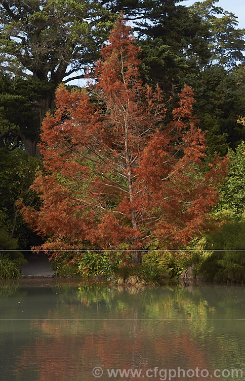 The soft, light green summer foliage of the Swamp Cypress or Bald. Cypress (<i>Taxodium distichum</i>), one of the few deciduous conifers. Capable of growing in shallow water, this species is native to the southeast United States. taxodium-2129htm'>Taxodium. Order: Pinales, Family: Cupressaceae