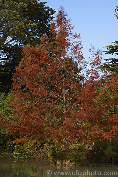 The soft, light green summer foliage of the Swamp Cypress or Bald. Cypress (<i>Taxodium distichum</i>), one of the few deciduous conifers. Capable of growing in shallow water, this species is native to the southeast United States. taxodium-2129htm'>Taxodium. Order: Pinales, Family: Cupressaceae