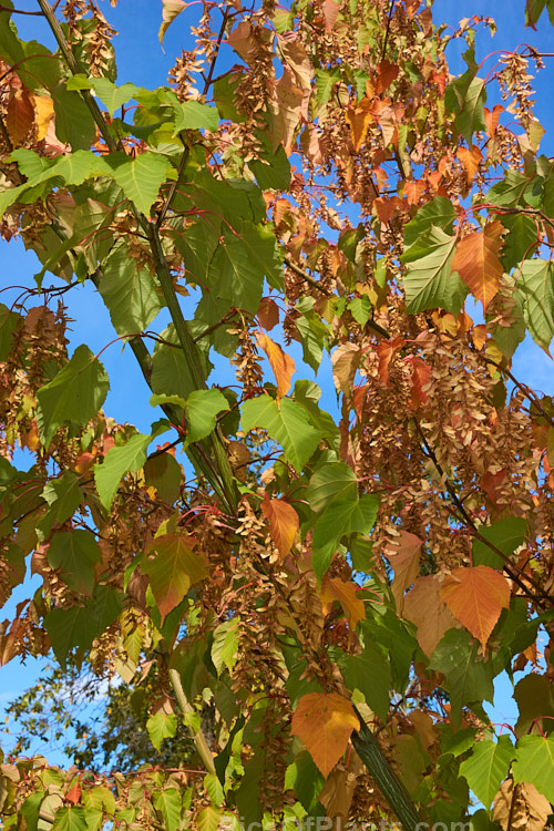 <i>Acer capillipes</i> with mature samara and early autumn foliage. This 10-13m tall deciduous tree is native to Japan. It has pale-striped green bark and is therefore commonly known as one of the snakebark maples. The stems are red-tinted when young and the petioles are also reddish, with the whole leaf developing gold to red tones in autumn. Order Sapindales, Family: Sapindaceae