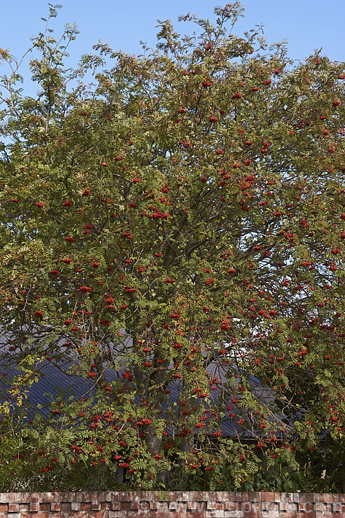 Showy. Mountain Ash or Dogberry (<i>Sorbus decora</i>), a 6-10m tall deciduous tree native to northeastern North America. The clusters of red berries follow spring-borne heads of tiny white to cream flowers. The effect is similar to the common. Mountain Ash (<i>Sorbus aucuparia</i>) but the leaflets are usually larger and darker and the fruit ripens later, often persisting beyond leaf-fall. sorbus-2143htm'>Sorbus.