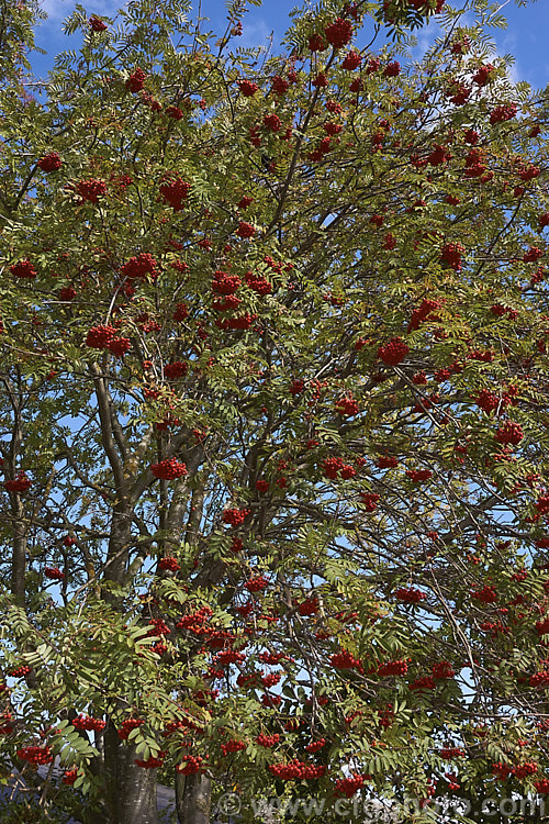 Showy. Mountain Ash or Dogberry (<i>Sorbus decora</i>), a 6-10m tall deciduous tree native to northeastern North America. The clusters of red berries follow spring-borne heads of tiny white to cream flowers. The effect is similar to the common. Mountain Ash (<i>Sorbus aucuparia</i>) but the leaflets are usually larger and darker and the fruit ripens later, often persisting beyond leaf-fall. sorbus-2143htm'>Sorbus.